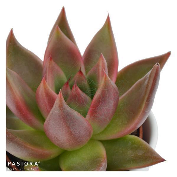 Echeveria agavoides Mars - 6cm