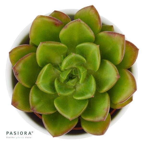 x Sedeveria Letizia - 5,5cm