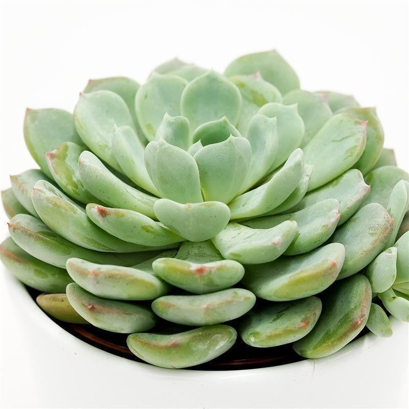 Echeveria Garoto - 10,5cm