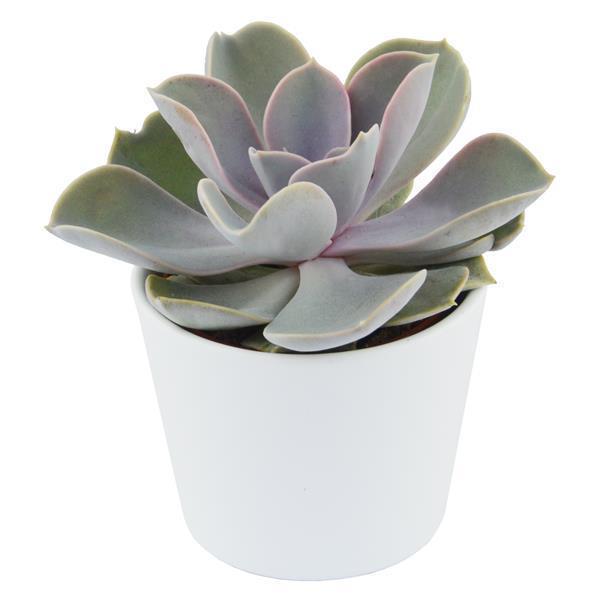 Enchanté Echeveria, 10 Stück