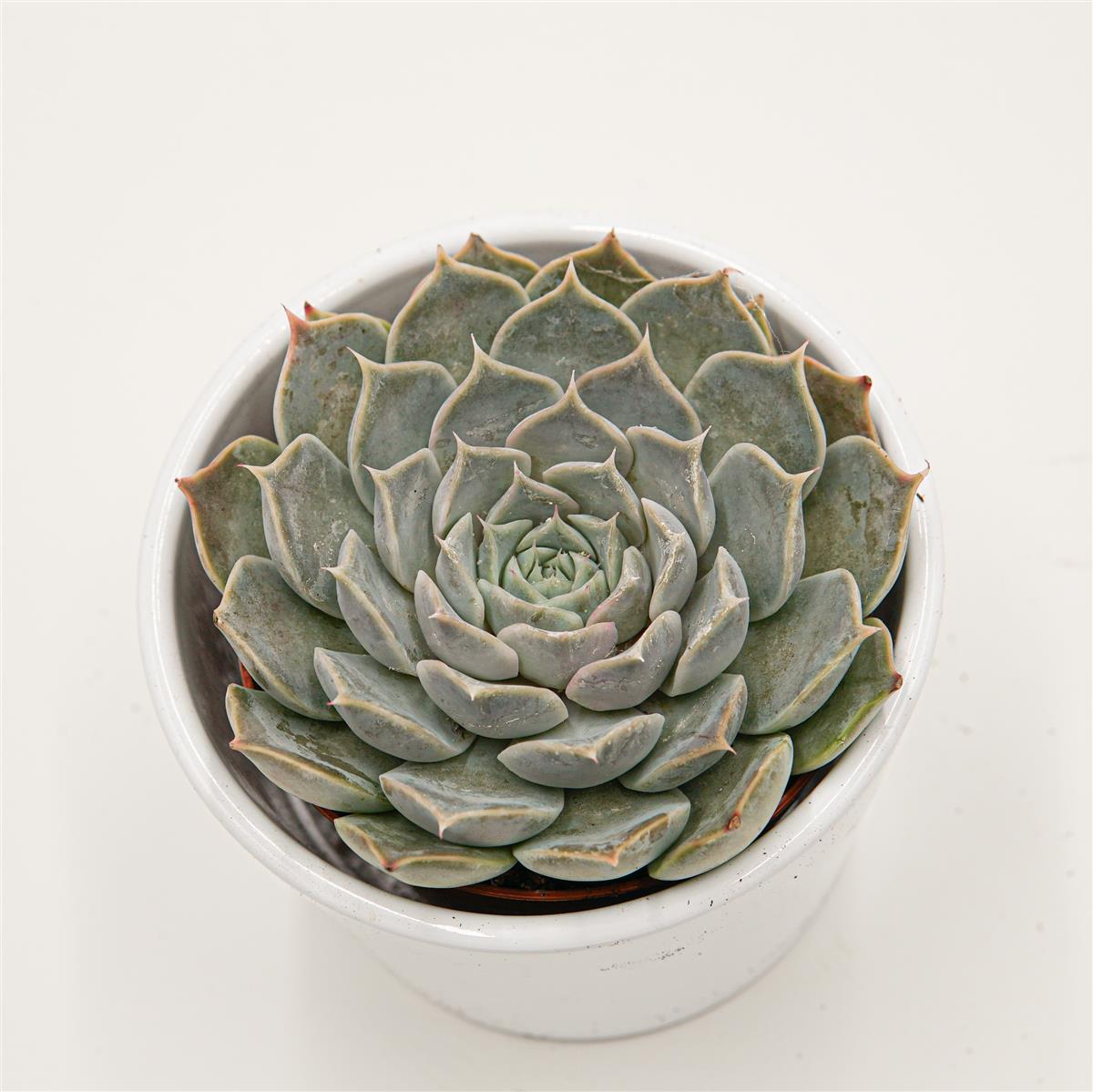 Echeveria sp. Gilo, Hidalgo - 8,5cm