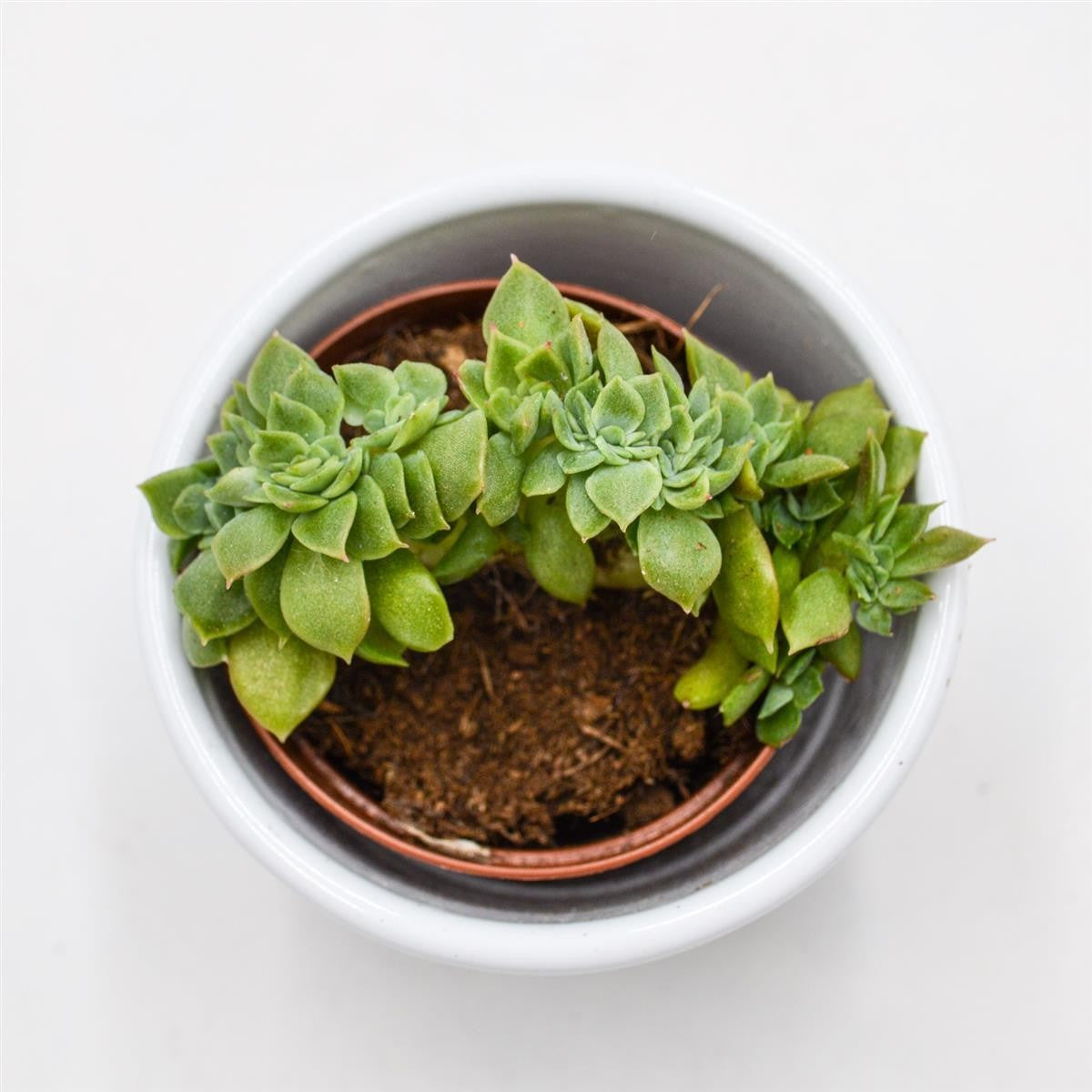 Echeveria gilva Cristata - 5,5cm