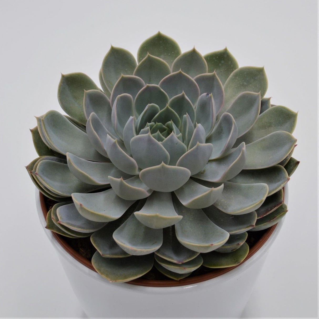 Echeveria Grande Cinza - 15cm