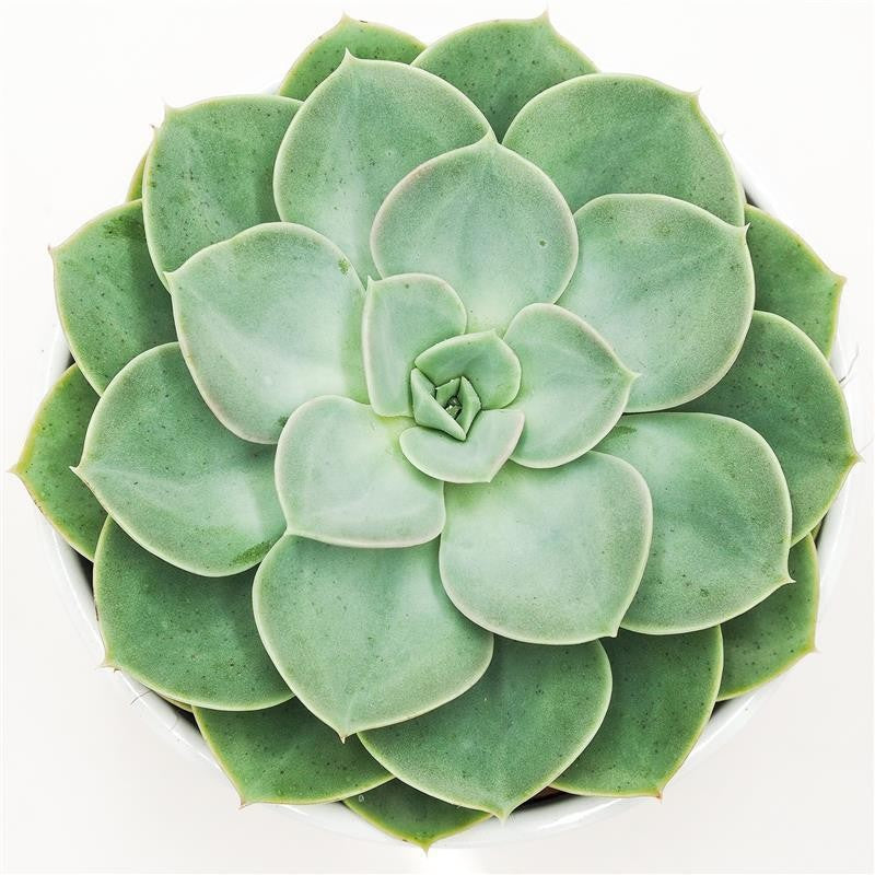 Echeveria Green Pearl - 12cm