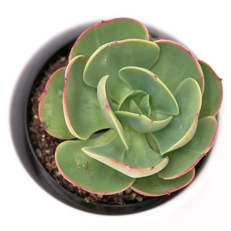 Echeveria Green Spoon - 10,5cm