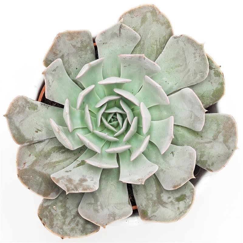 Echeveria Grey Prince - 9cm