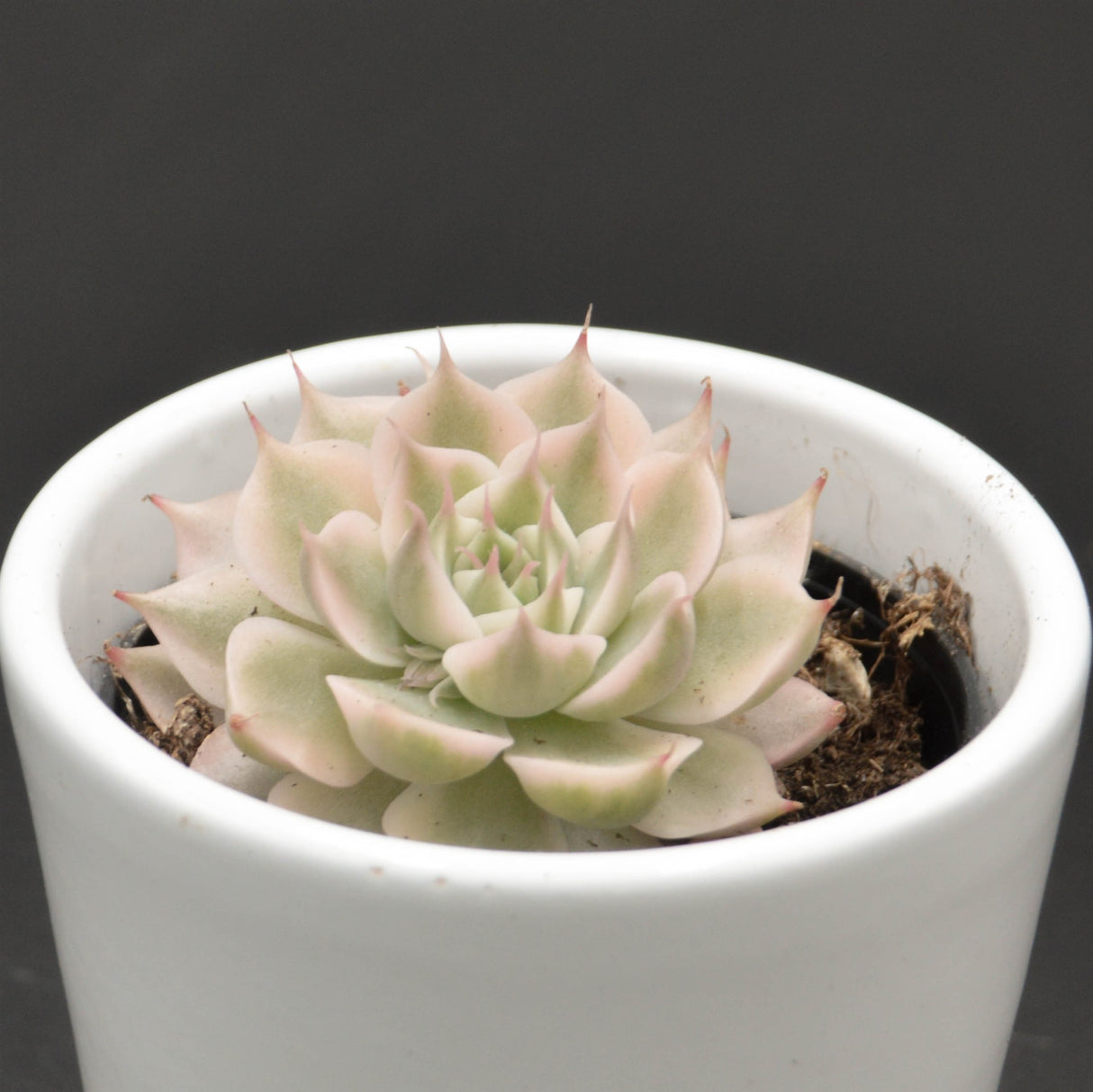 Echeveria halbingeri f. variegata - 6cm