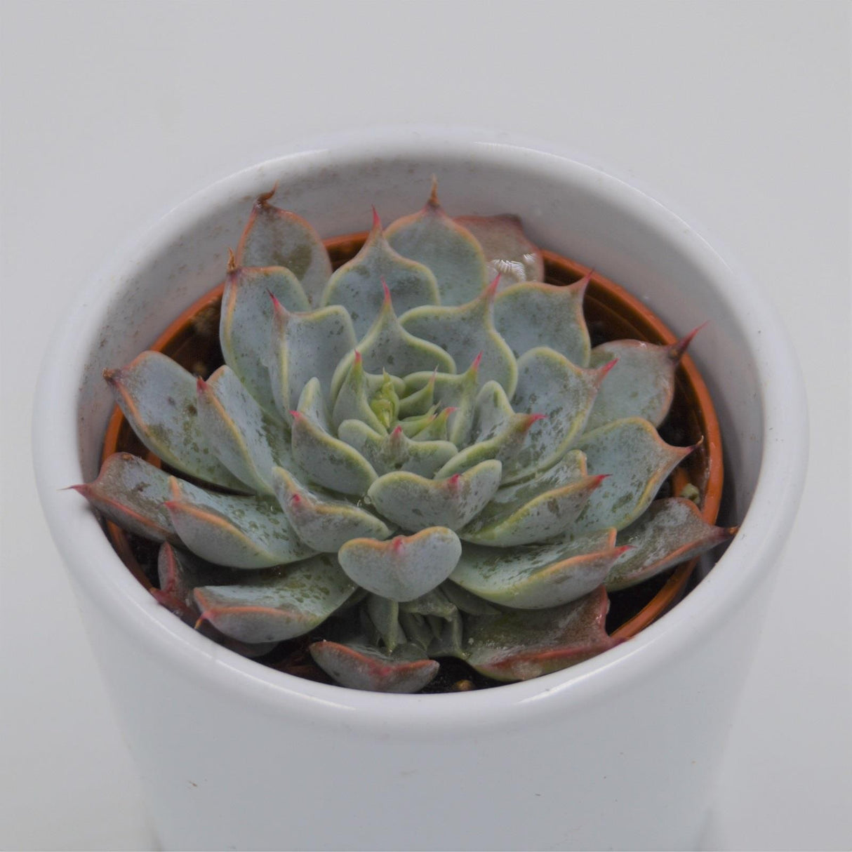 Echeveria halbingeri - 6cm