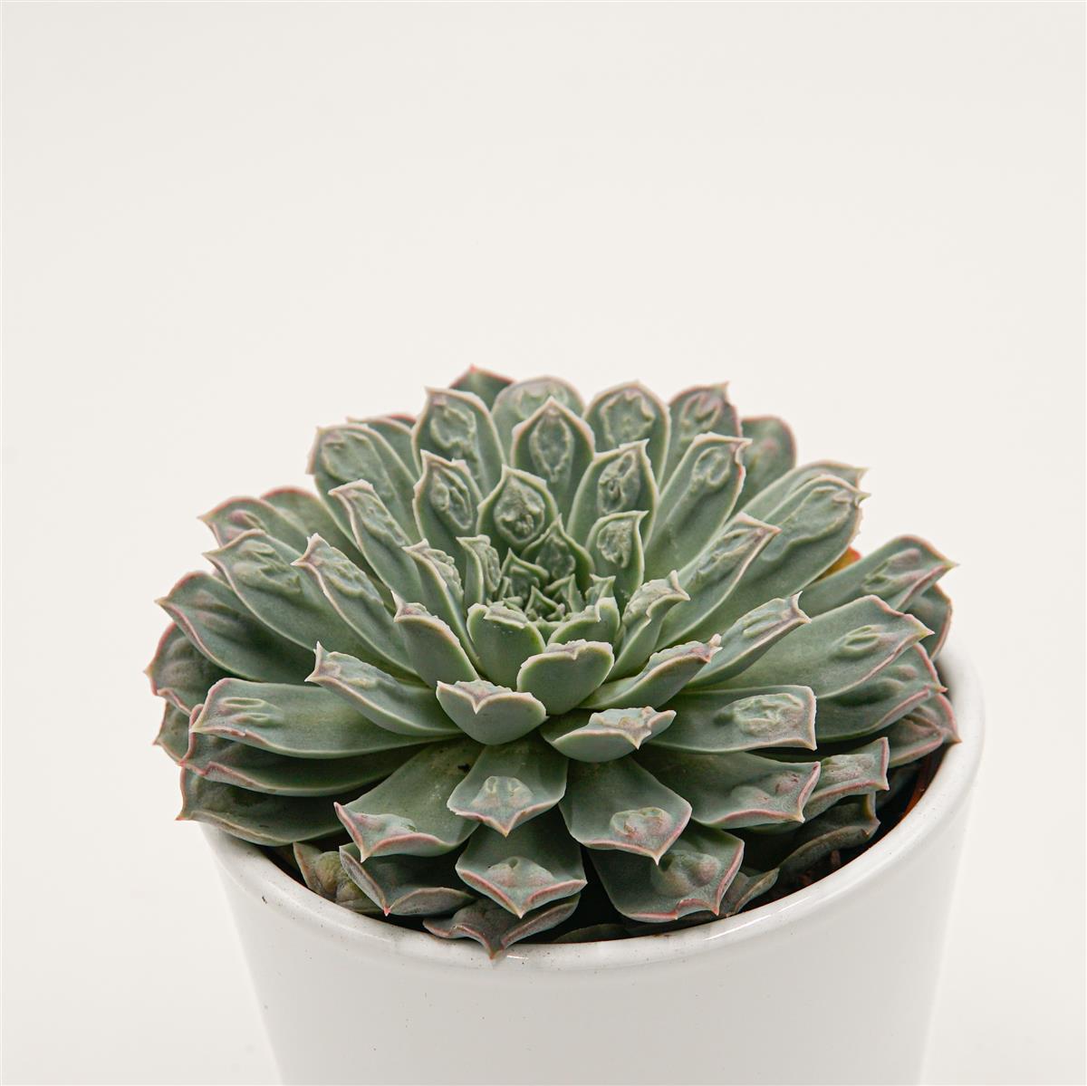 Echeveria Hearts Choice (Gilo x Raindrops) - 10,5cm