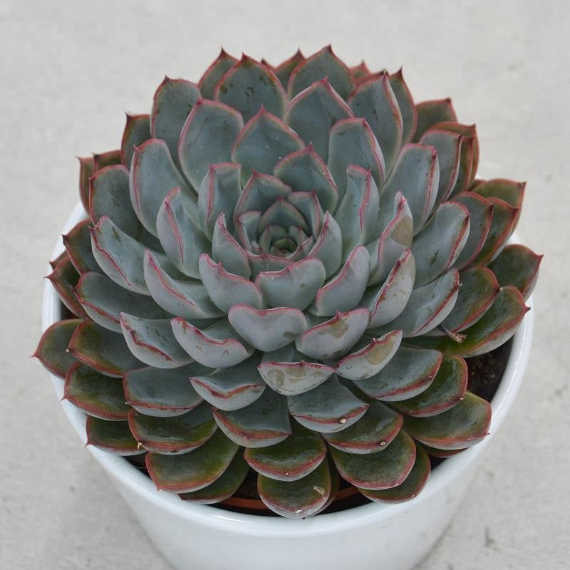 Echeveria Hercules - 10.5cm
