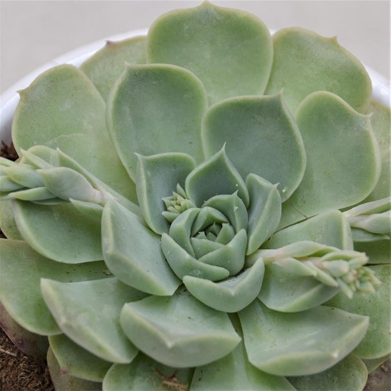 Echeveria hyalina - 9cm