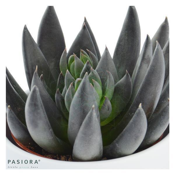 Echeveria affinis - 6cm