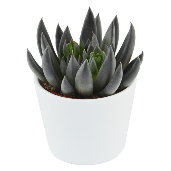 Echeveria affinis - 6cm