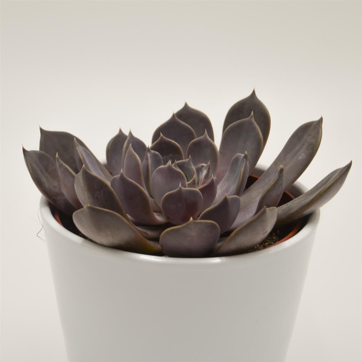 Echeveria Joost - 12cm