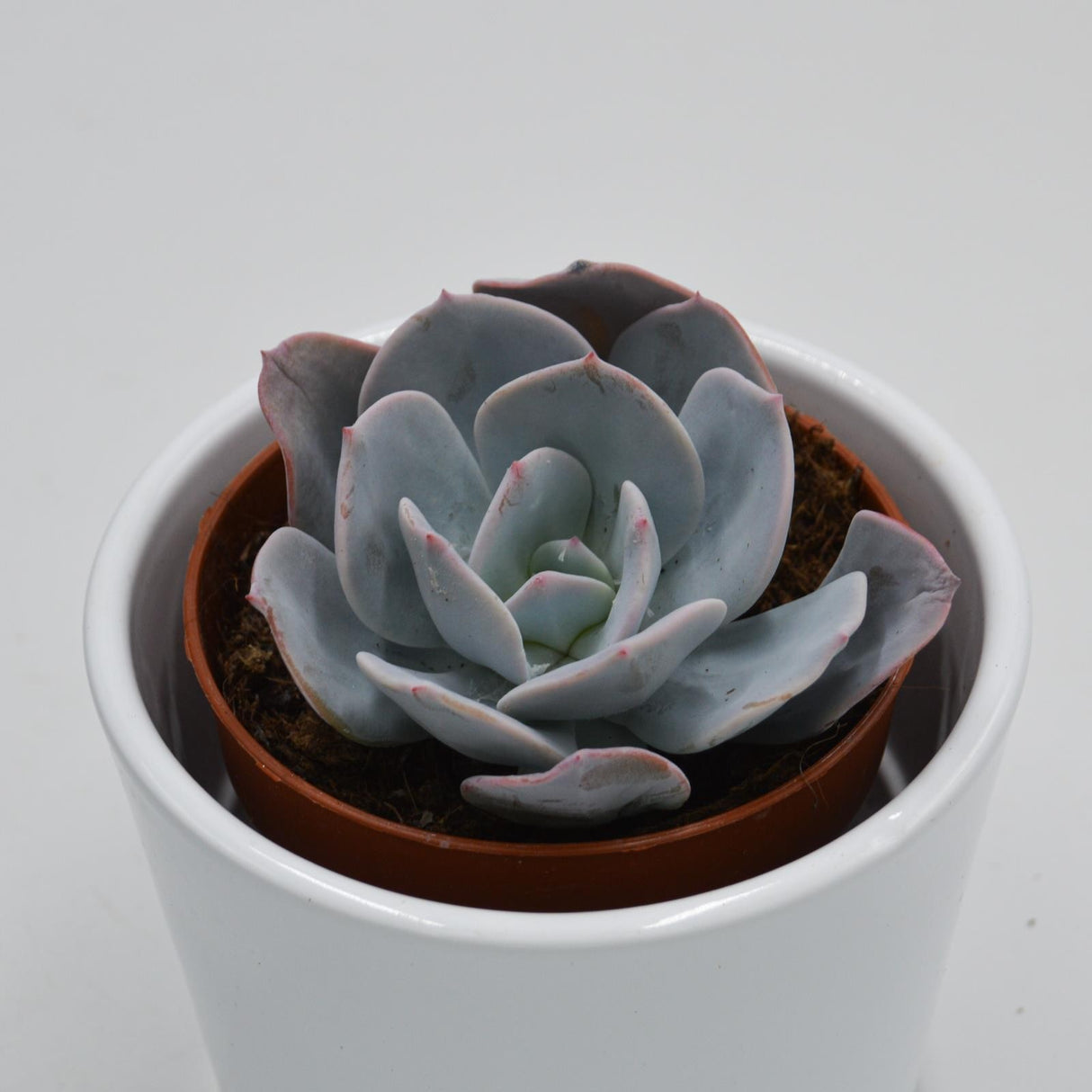Echeveria Gila - 8,5cm