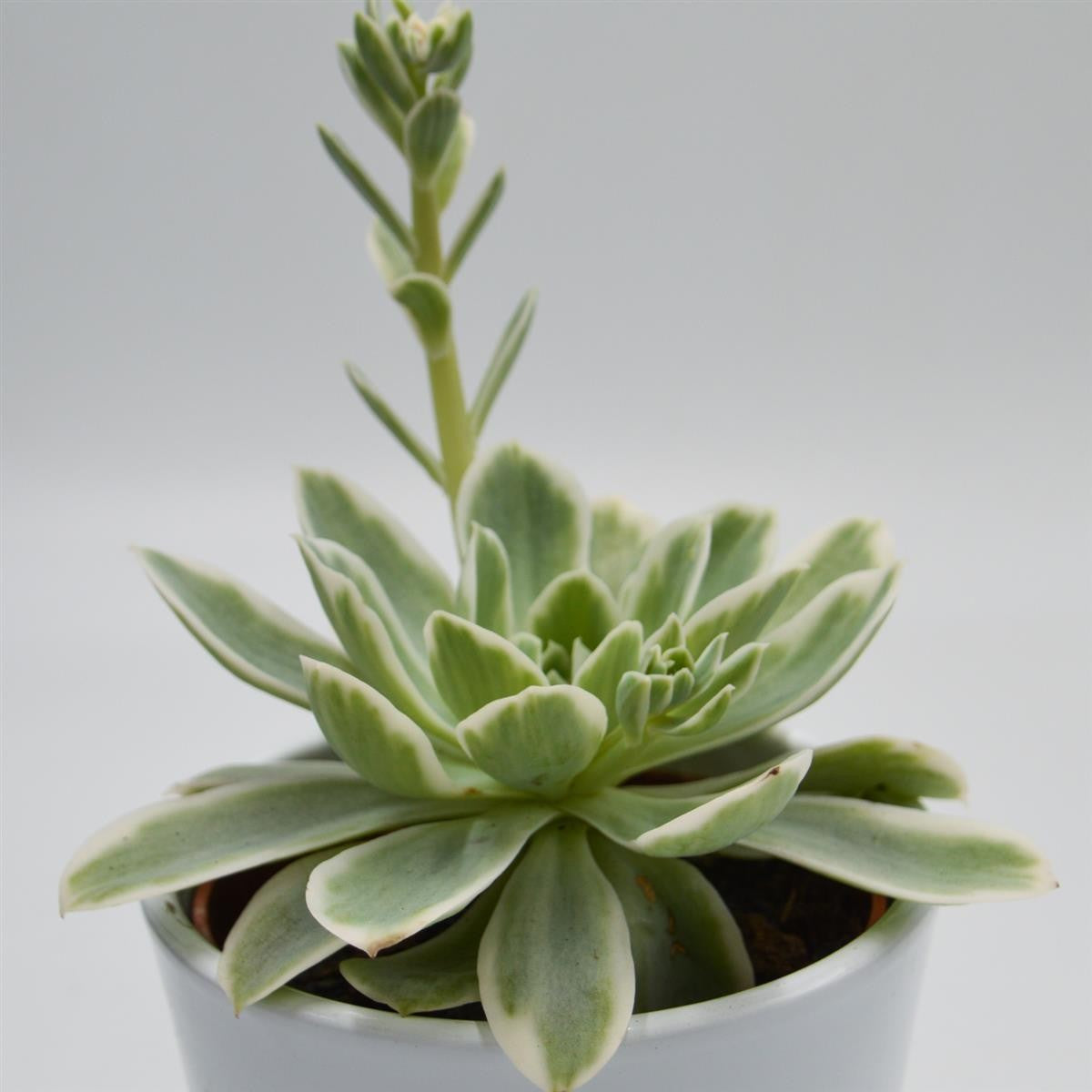 Echeveria Lemon Rose f. variegata - 10,5cm