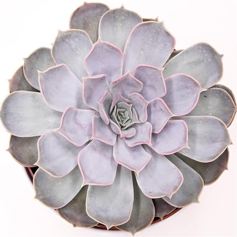 Echeveria lilacina - 17cm