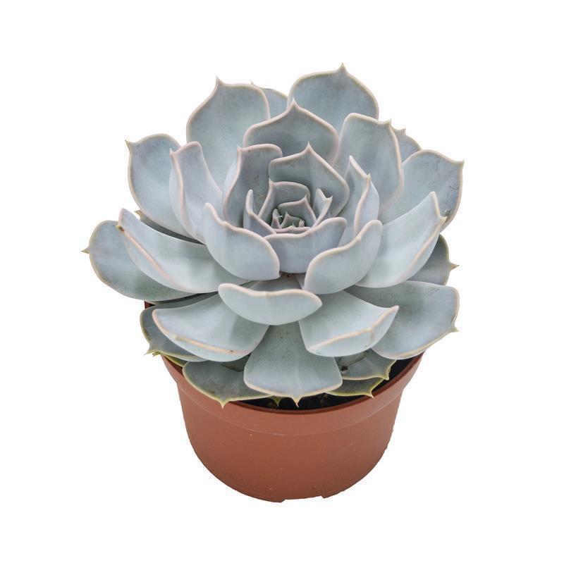 Echeveria lilacina - 10,5cm