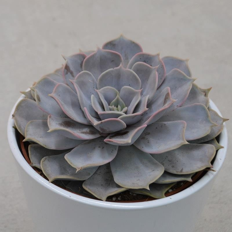 Echeveria lilacina - 12cm