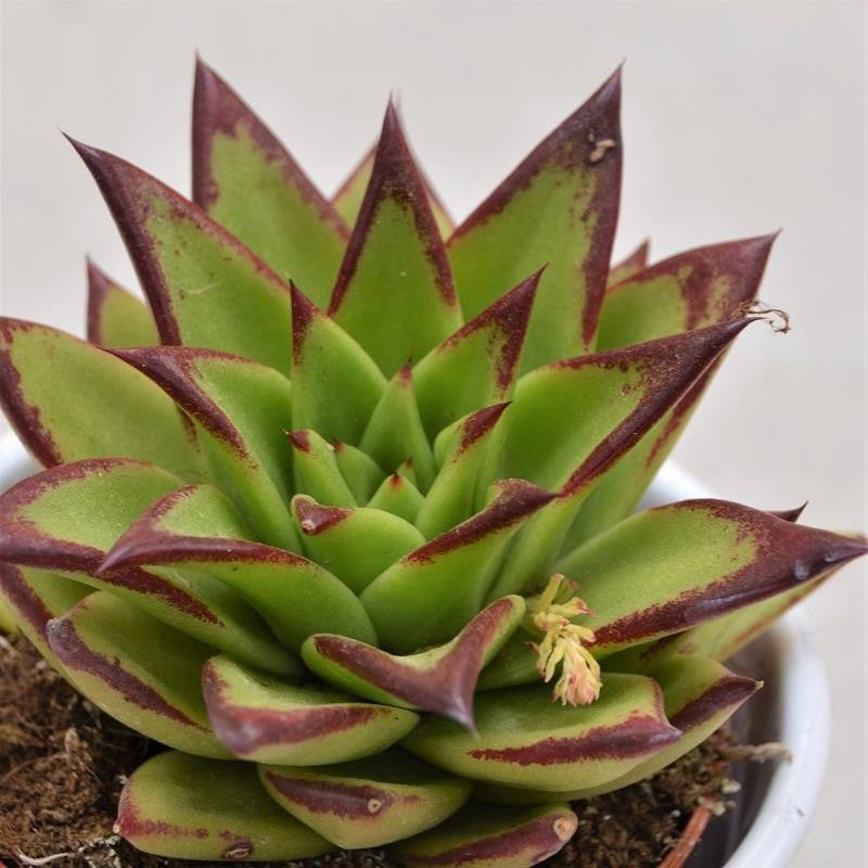 Echeveria agavoides Lipstick - 8,5cm