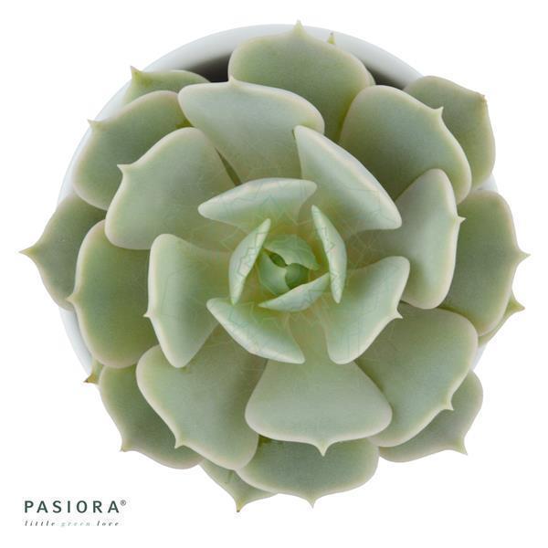 Enchanté Echeveria, 3 Stück