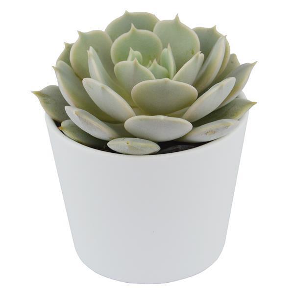 Echeveria Lola - 5,5cm