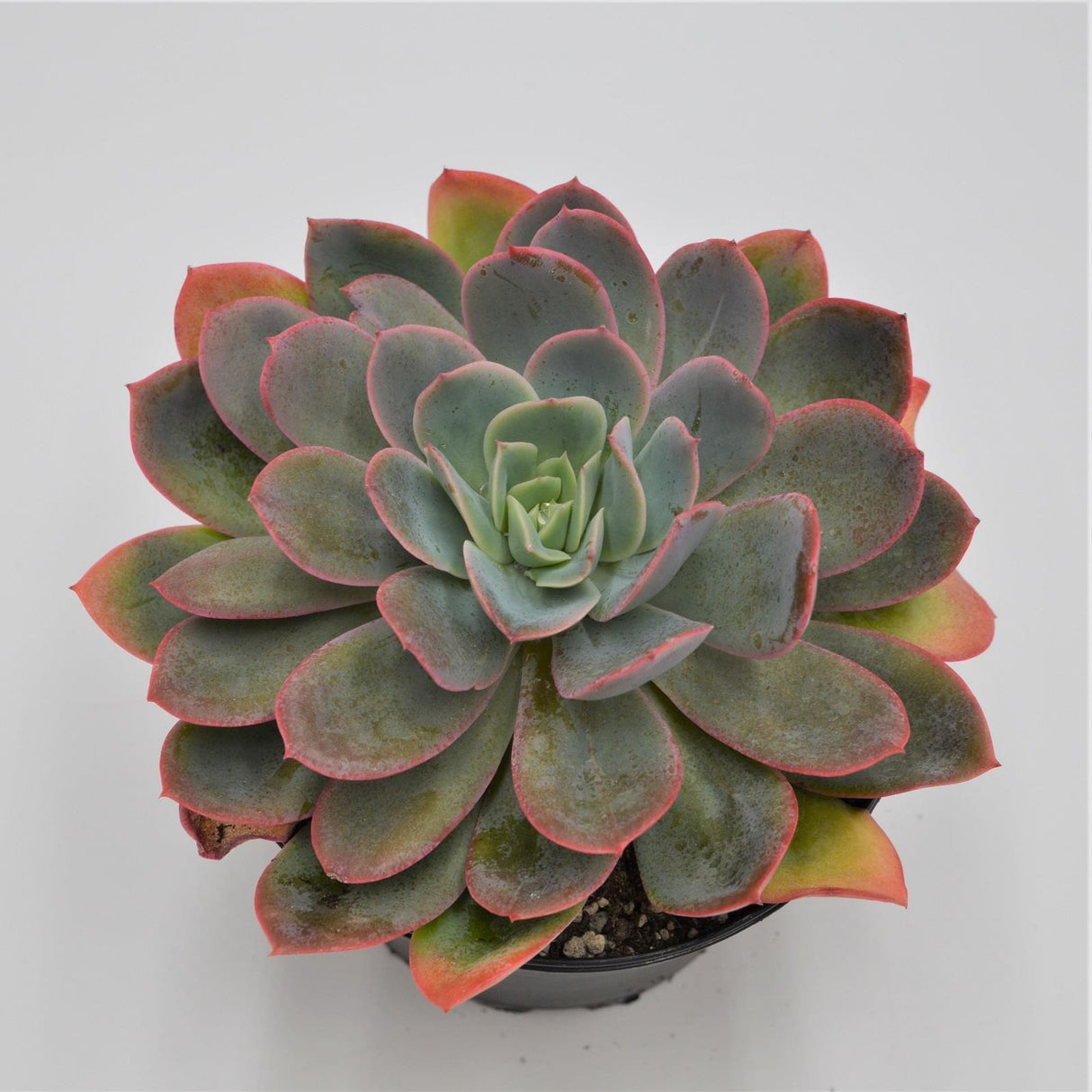 Echeveria Luella - 15cm