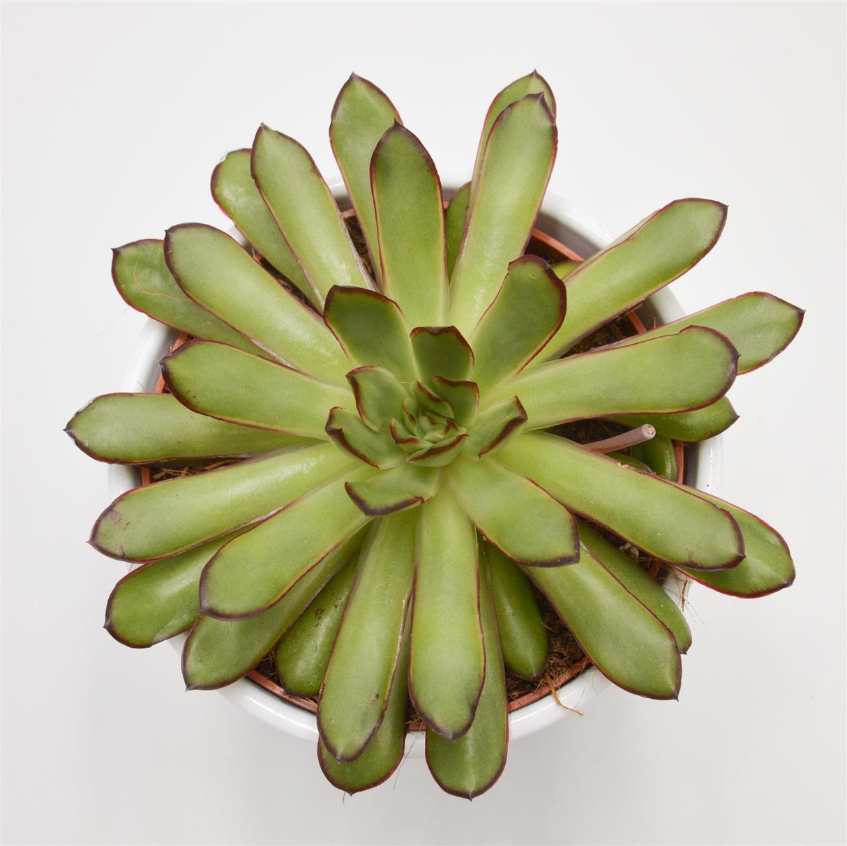 Echeveria Magma Pearl - 12cm