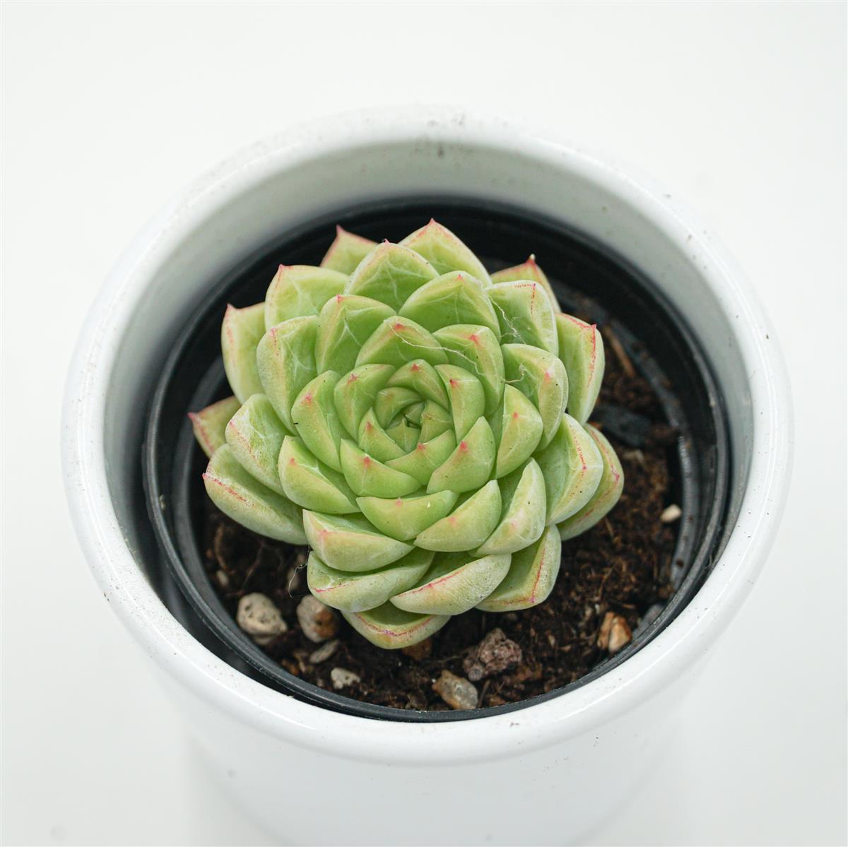 Echeveria Malgan x Queen - 6cm
