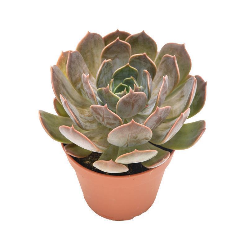 Echeveria Marrom - 12cm