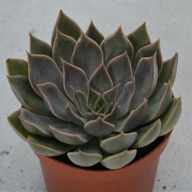 Echeveria Mensa - 9cm