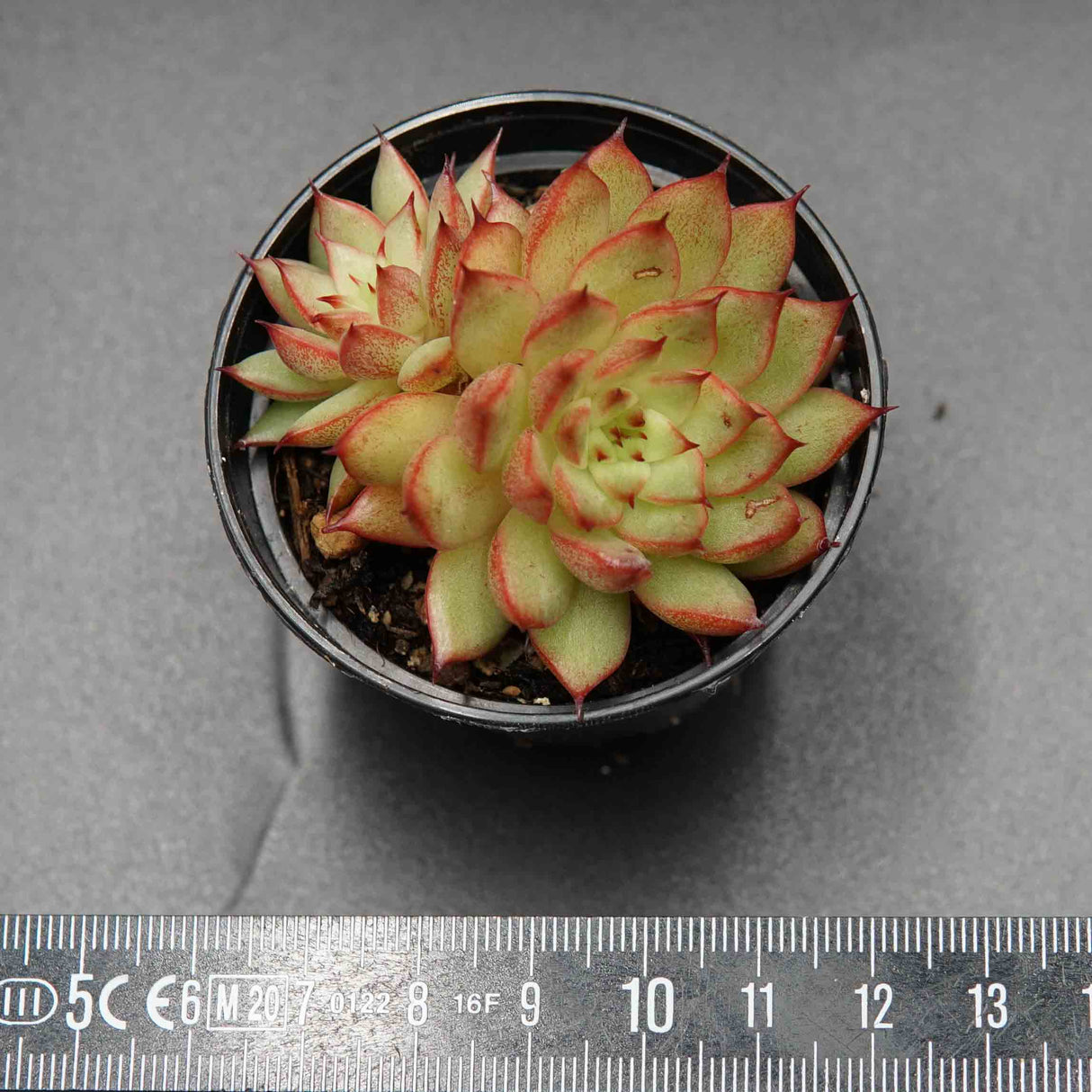 Echeveria Meteor Shower