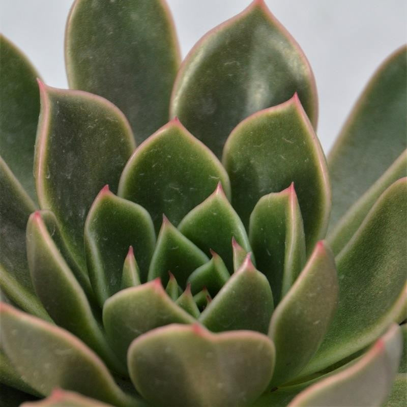 Echeveria Mira - 8,5cm