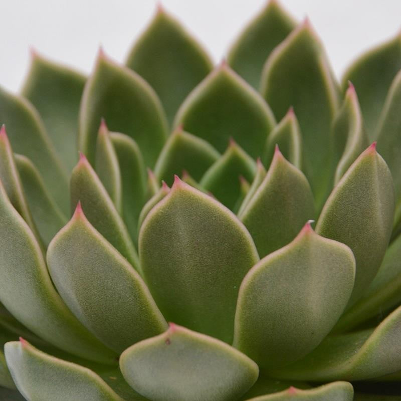 Echeveria Mira - 10.5cm