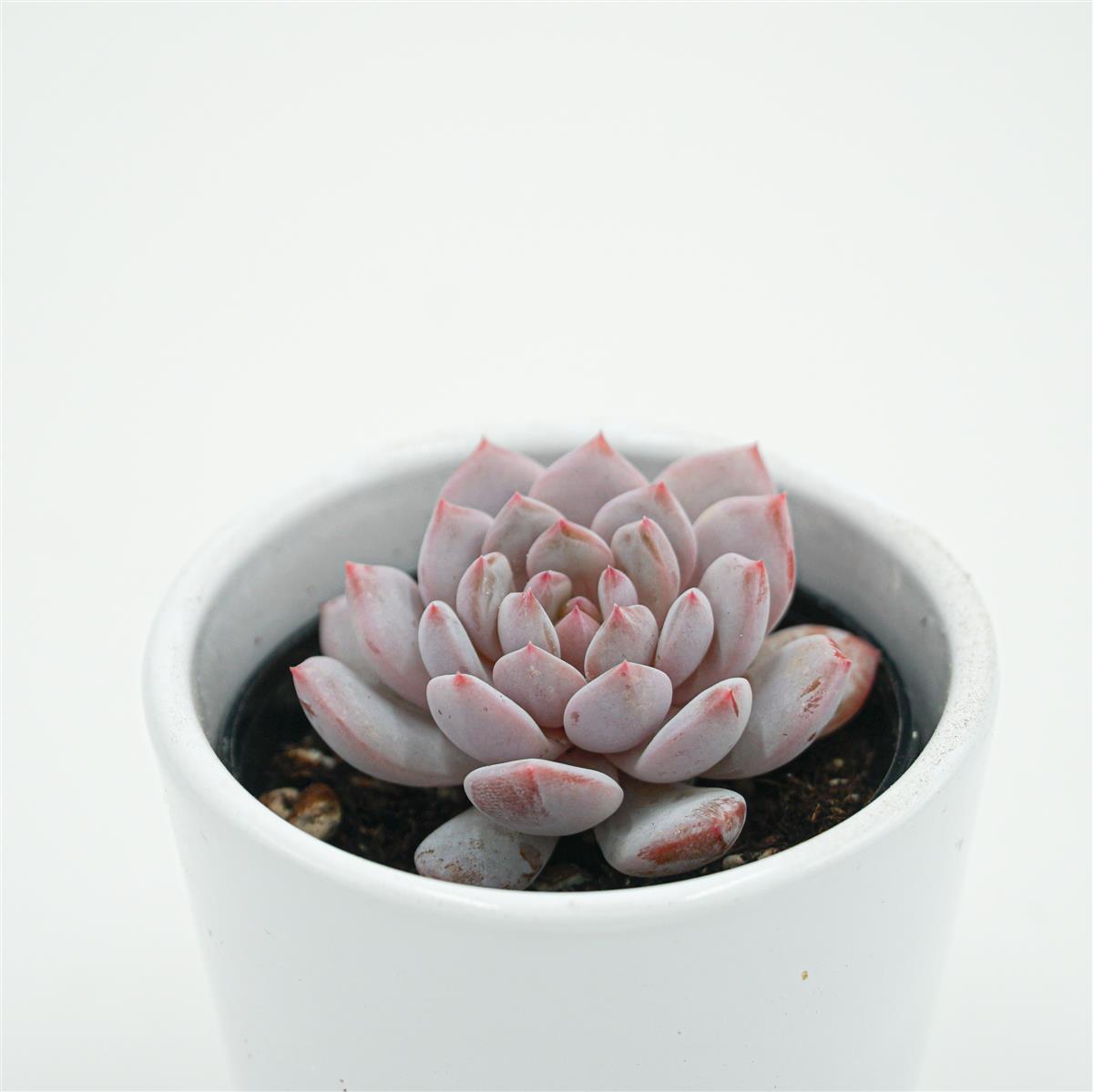 Echeveria Monroe Star Orange - 6cm
