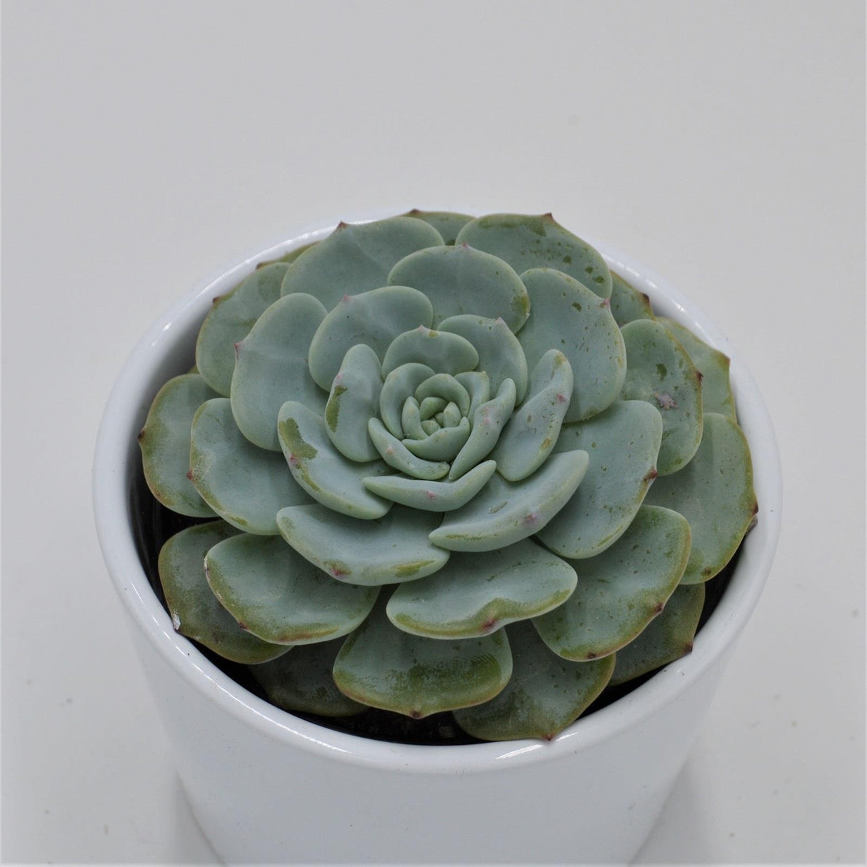 Echeveria Mont Blanc - 9cm