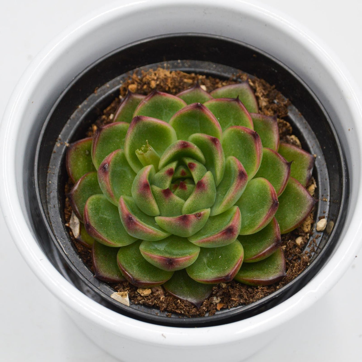 Echeveria Moon Stone - 9cm