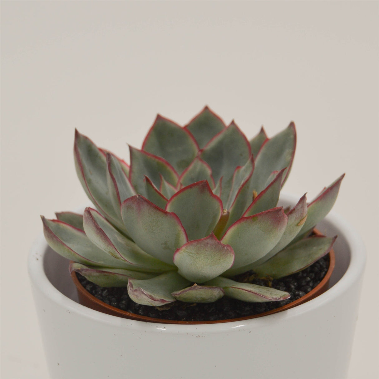 Echeveria Moonshine - 8,5cm