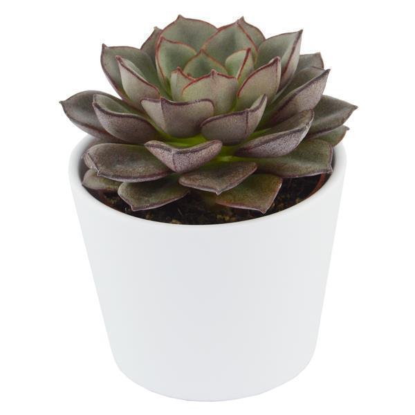 Enchanté Echeveria, 10 Stück