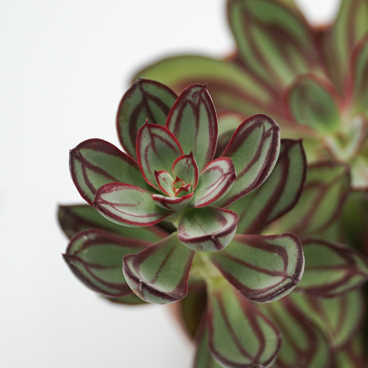 Echeveria nodulosa - 14cm