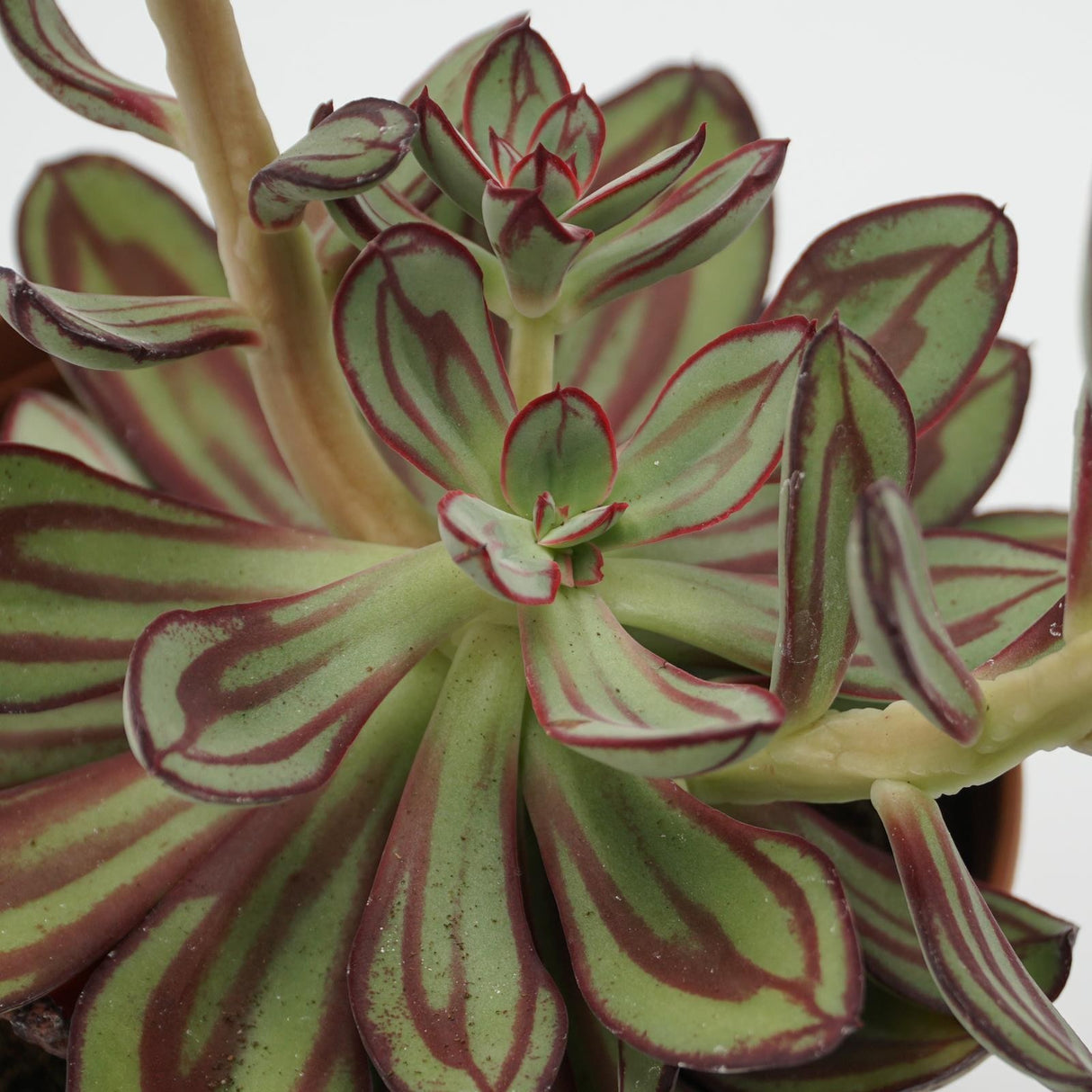 Echeveria nodulosa - 14cm