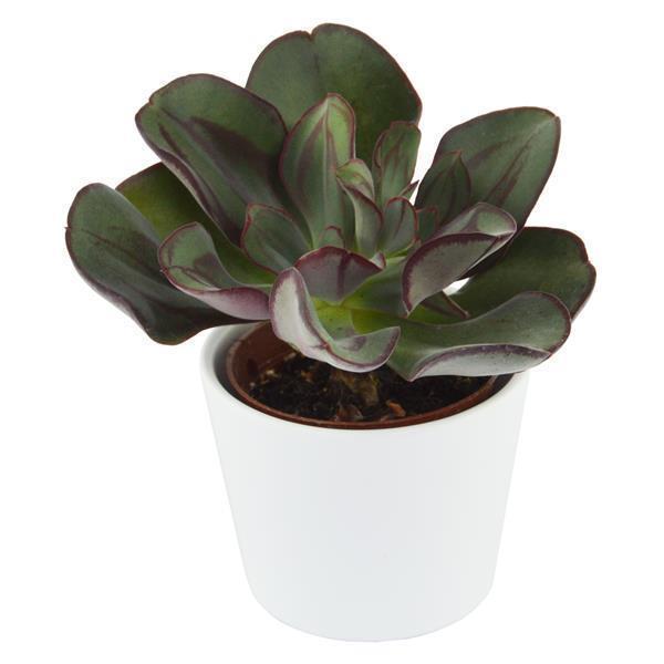 Enchanté Echeveria, 10 Stück