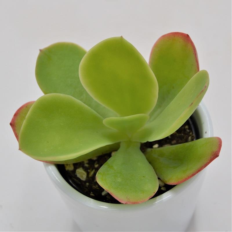 Echeveria pallida - 6cm
