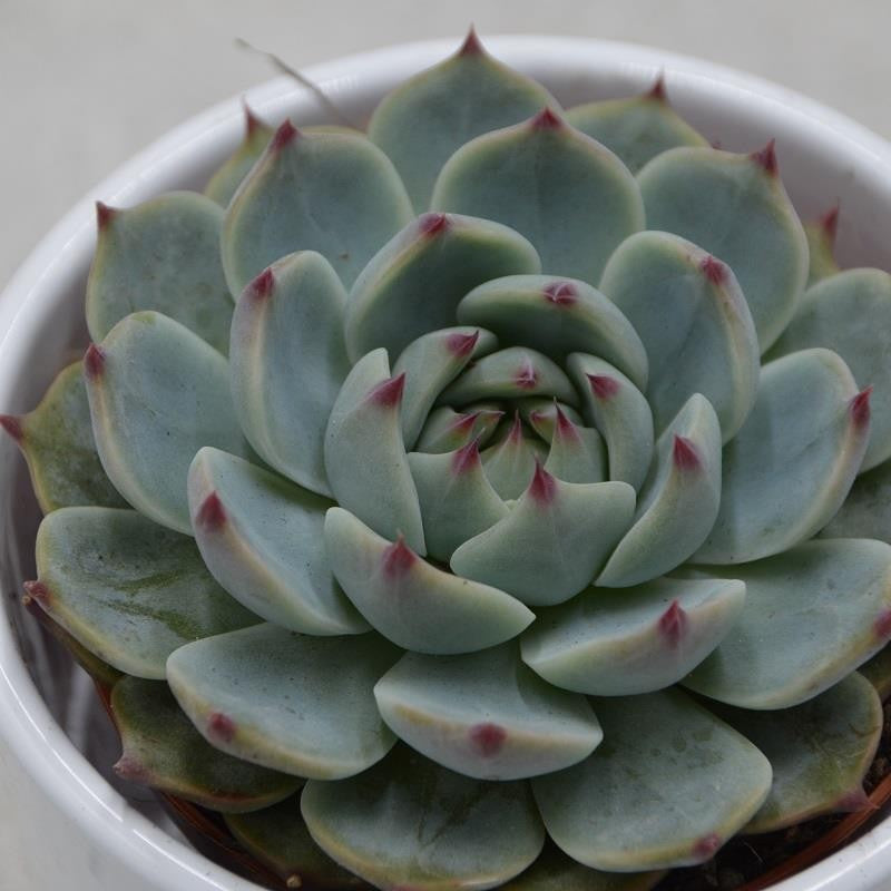Echeveria parva Beatrice - 8,5cm