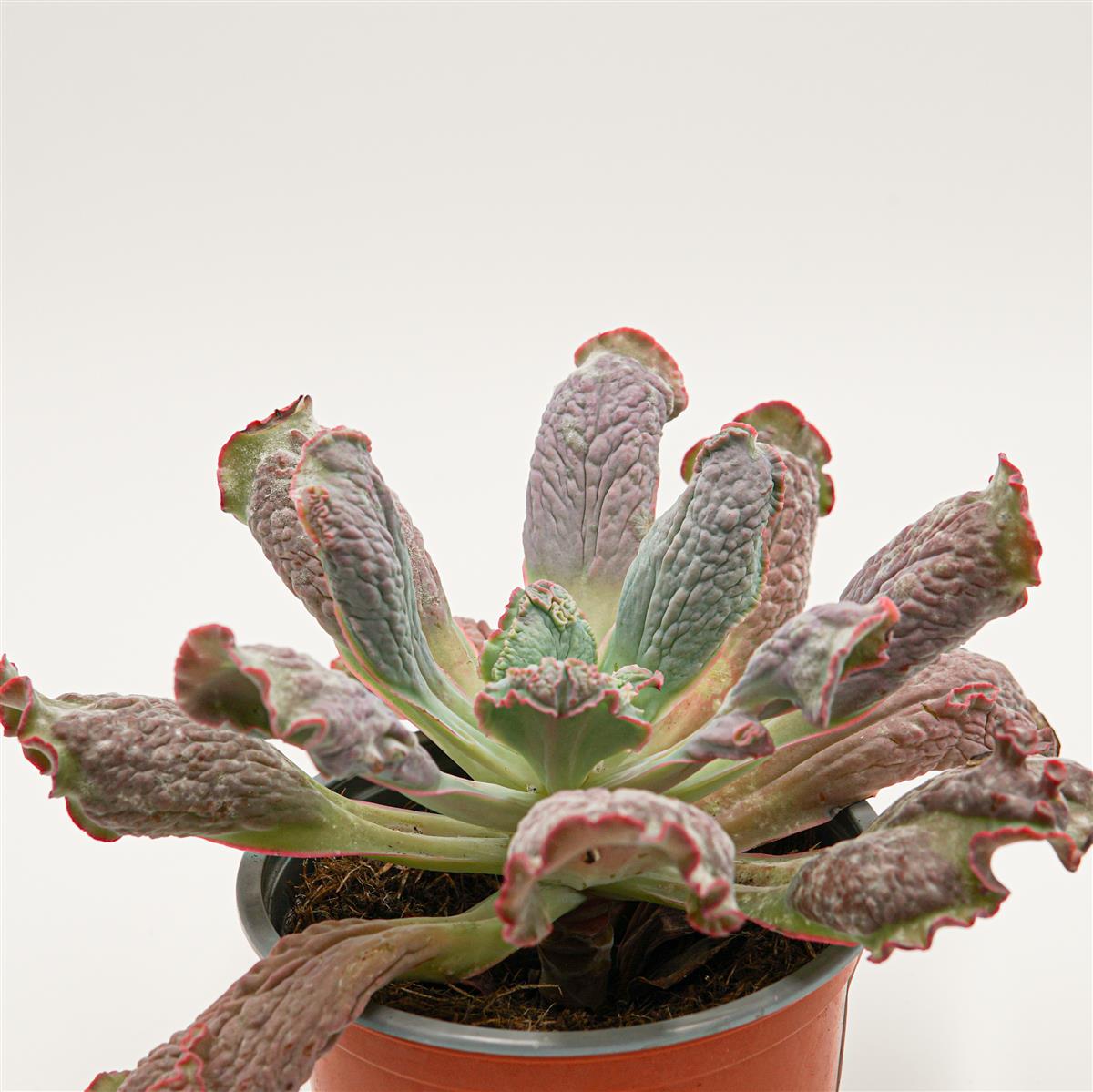 Echeveria Paul Bunyan - 13cm