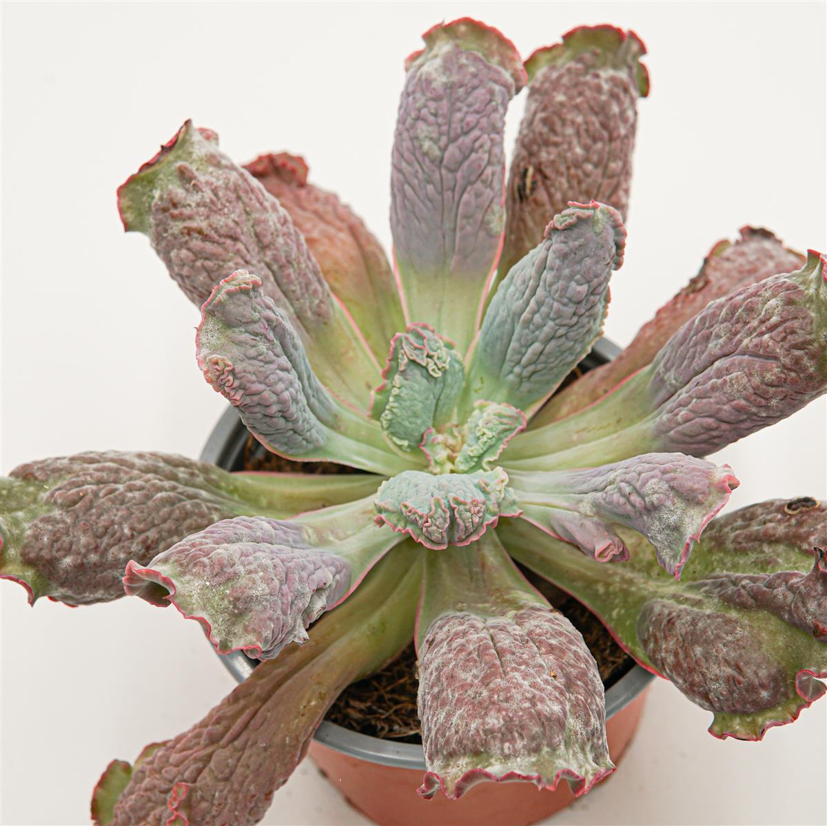 Echeveria Paul Bunyan - 13cm