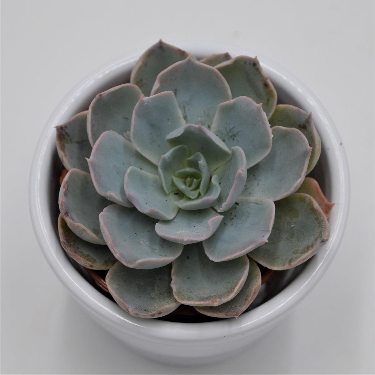 Echeveria peacockii - 5,5cm