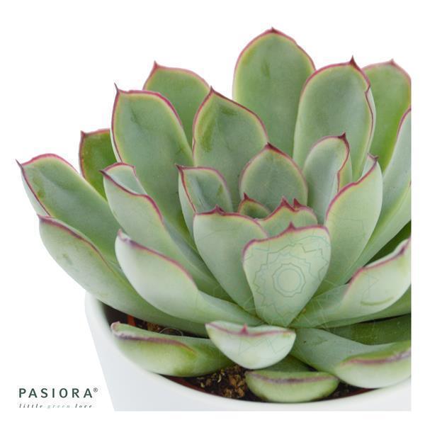 Echeveria pulidonis - 6cm