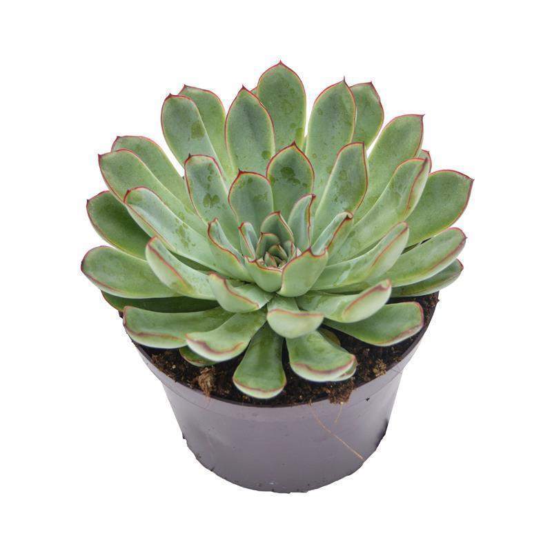 Echeveria pulidonis - 12cm