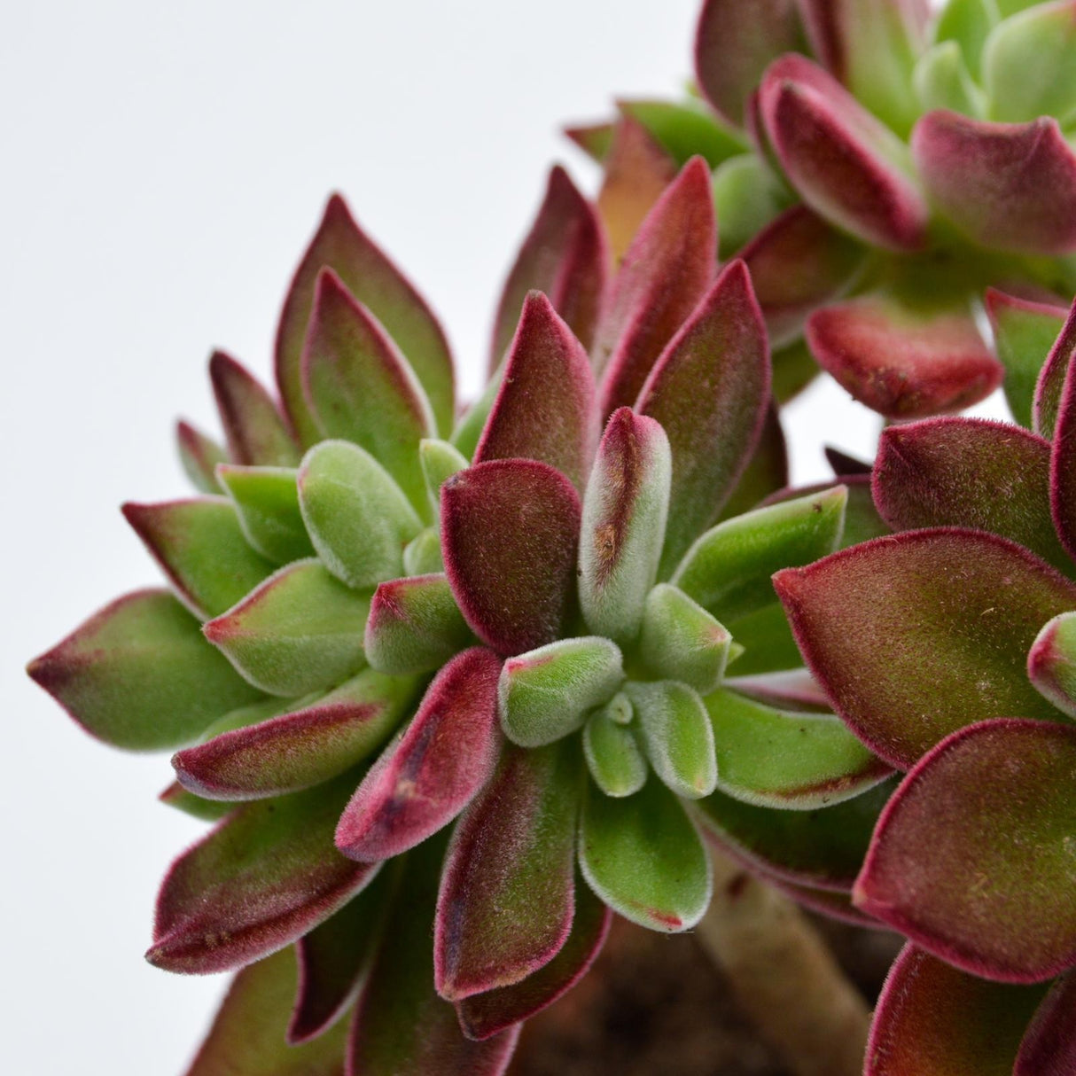 Echeveria Pulvinata Devotion - 8,5cm